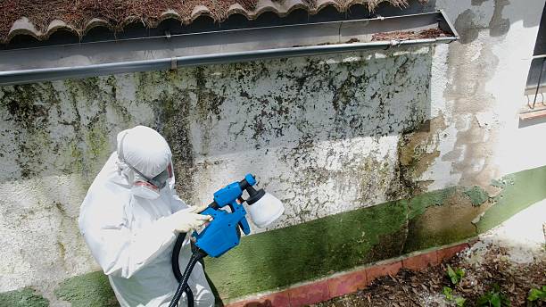 Top rated local Mold Removal specialists in Rawlings, VA